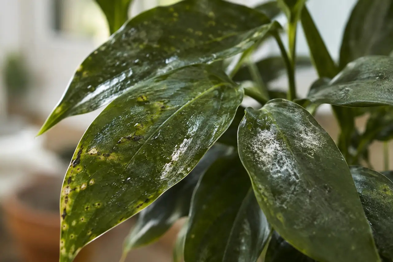 Taches, feuilles collantes, poudre blanche : reconnaître une maladie des plantes vertes