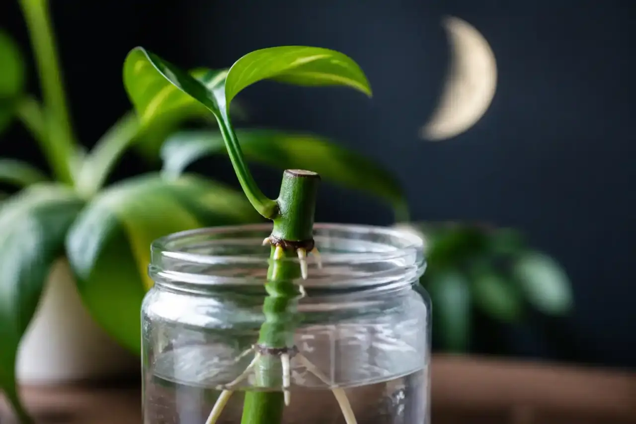 Bouturage plantes vertes : la tige suffit, la lune est en option