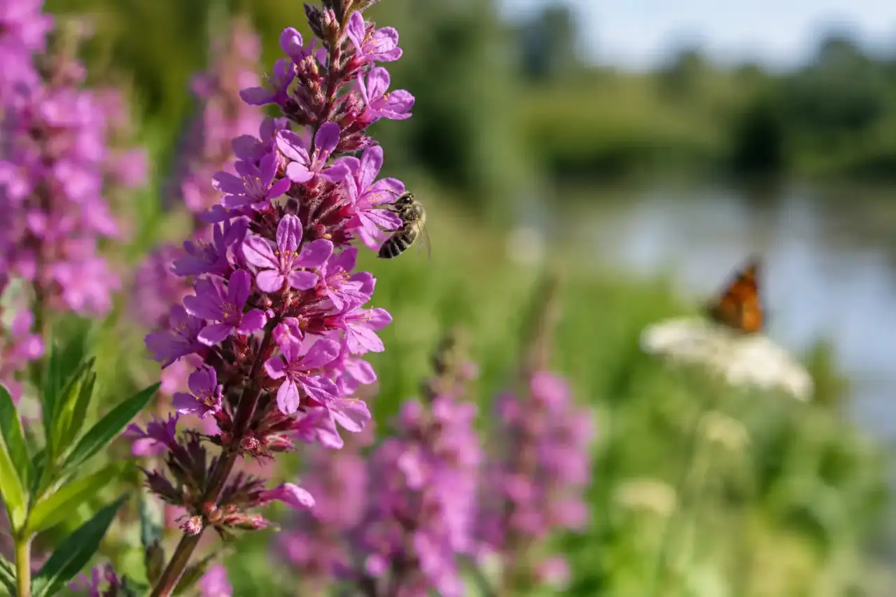 Plantes envahissantes : quand une belle floraison menace la biodiversité